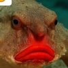 chunkyboihungy
