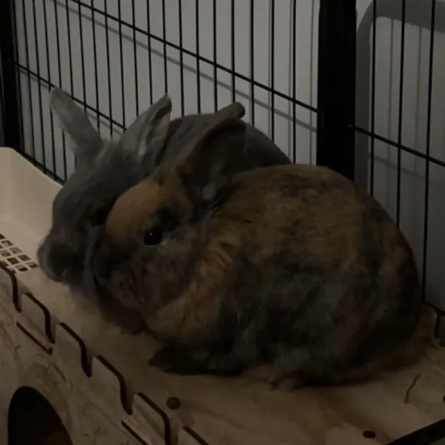 bunbunandbinky