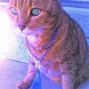 @purrplejewelry