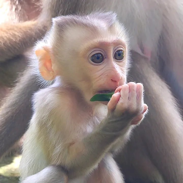 monkey.cambodia