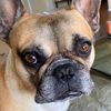 pupsiclestand
