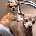@flowerpawduo
