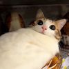 meowl10961