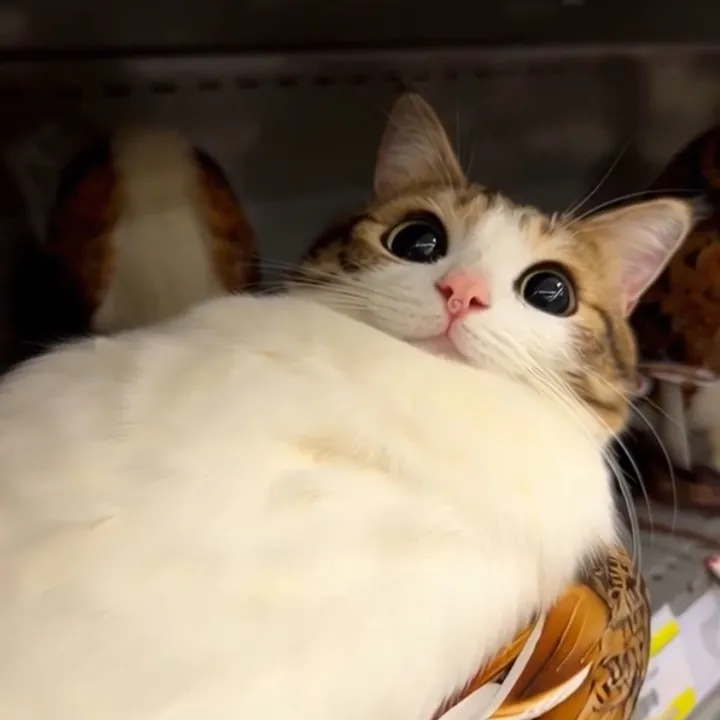 @meowl10961