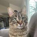 @kovuskitties