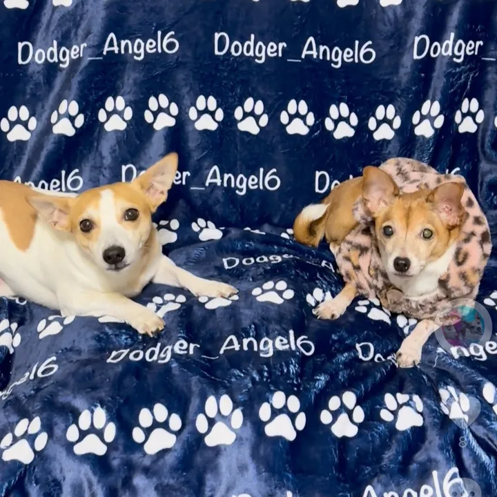 dodger_angel6