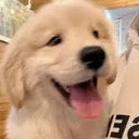 @funnydog893