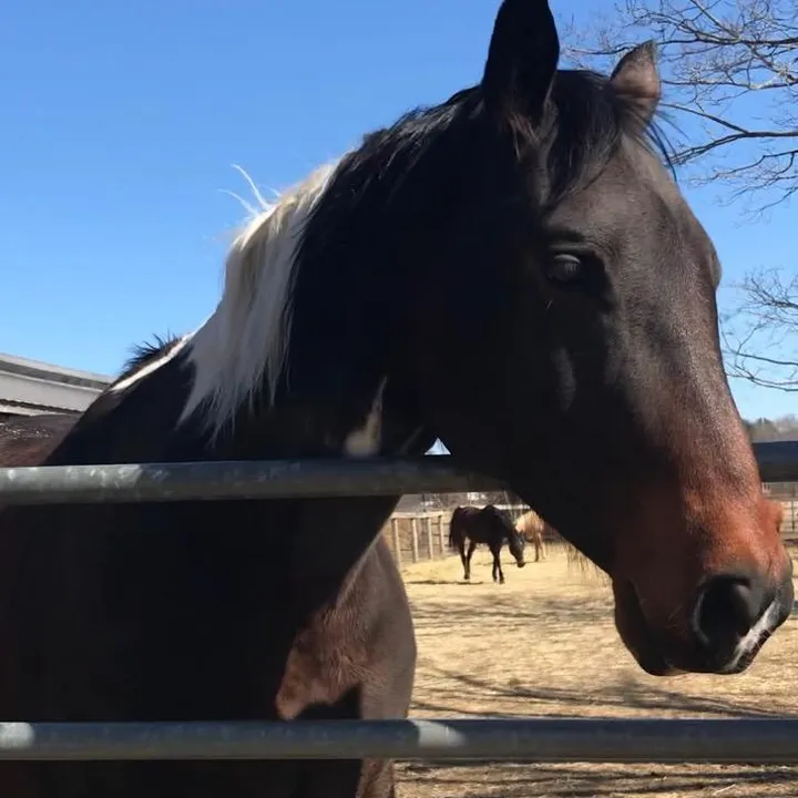 @theoak_horses