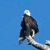 fraser_valley_wildlife24
