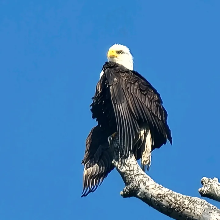 fraser_valley_wildlife24