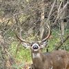 huntingpapa