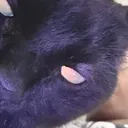 @two_tonedrea