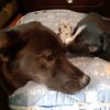 nala_and_raya