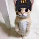 @el_gato__story