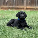 @hankthetank_lab_