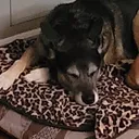 @my..dog.amy