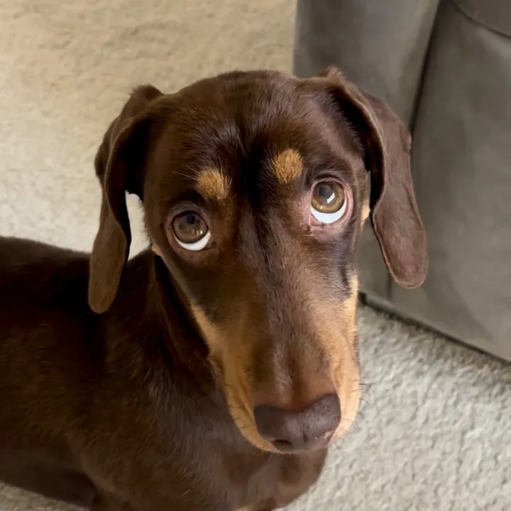 winstonthewiener0