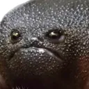 @holyfrogfather