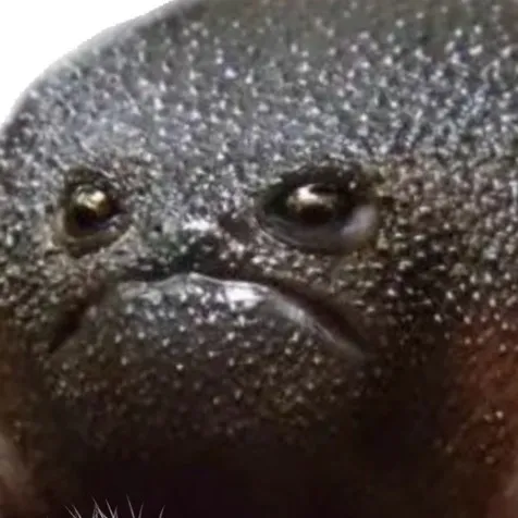 @holyfrogfather