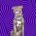 @that.mutt.amora_444