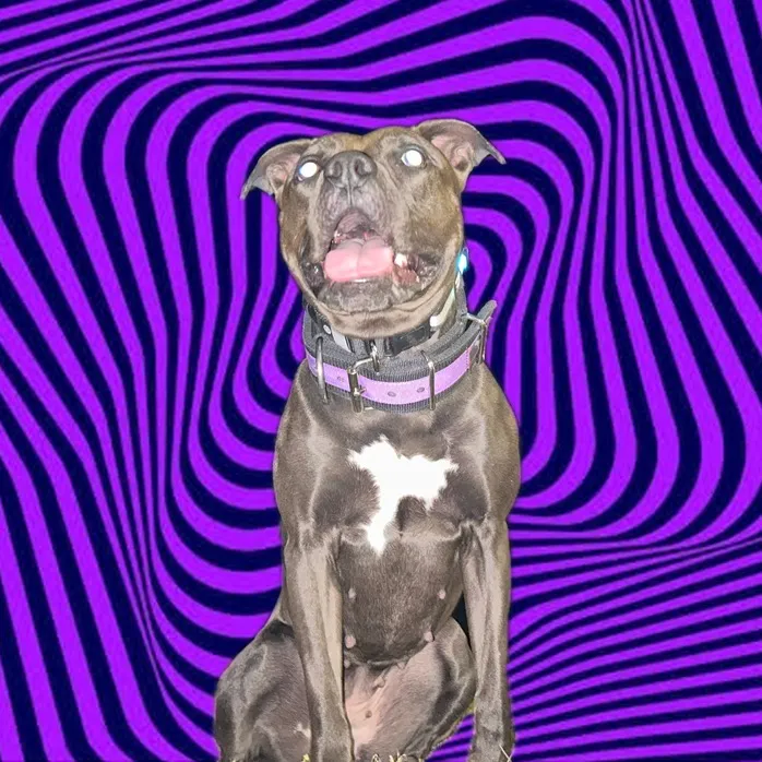@that.mutt.amora_444