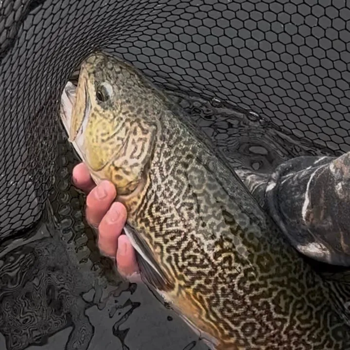 @alfie_fishes_