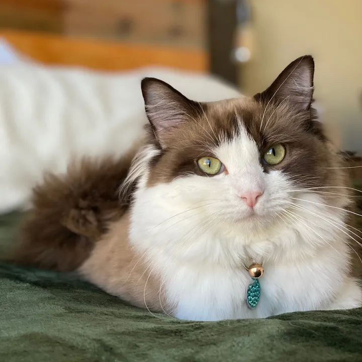 meredith.ragdoll