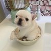 frenchie.f.amily