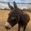 donkeydaily