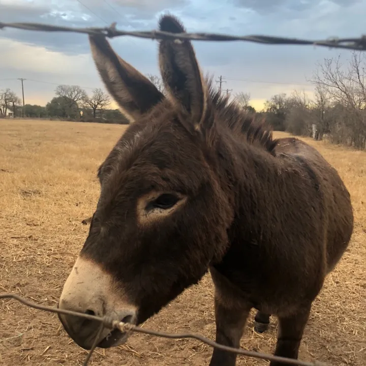 donkeydaily