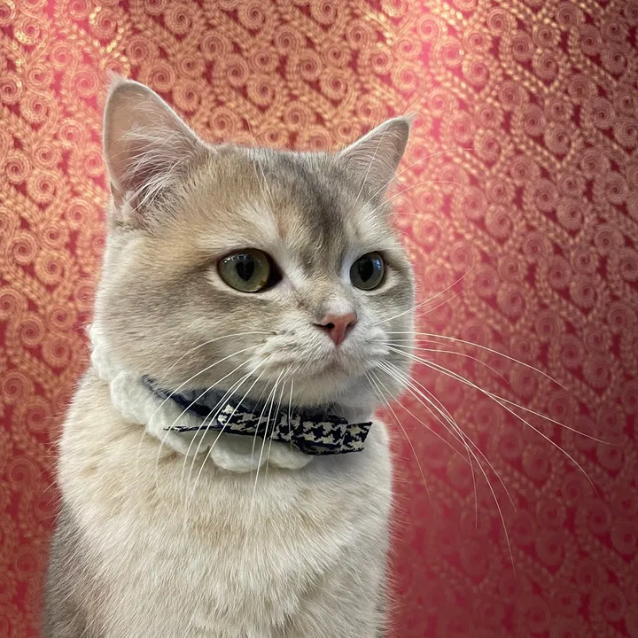 greycatmeowmeow