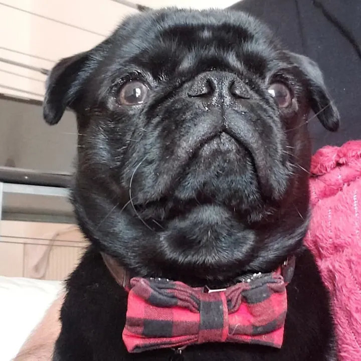 shadow_pugster