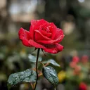 @anita50551