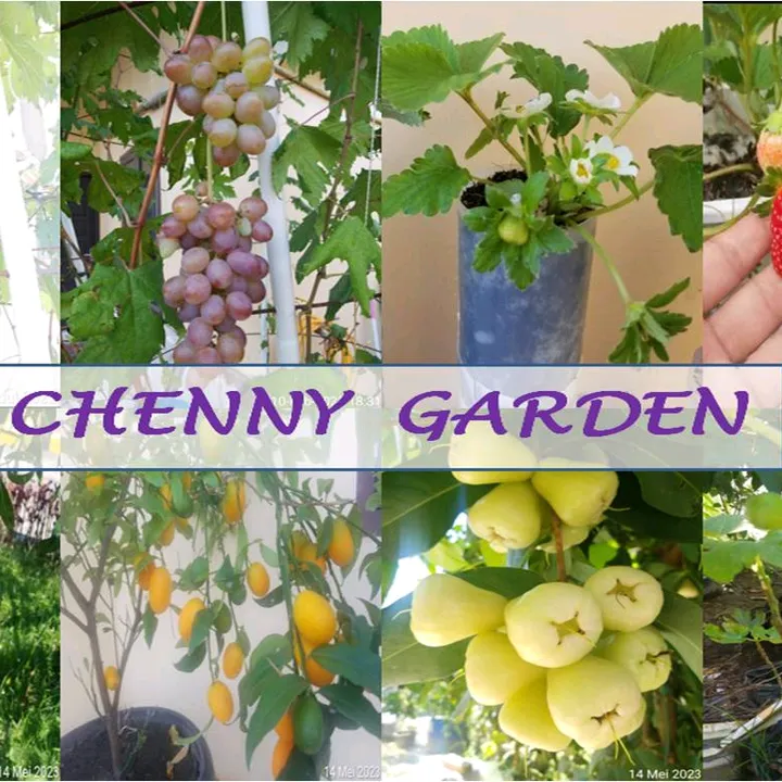 chenny.garden