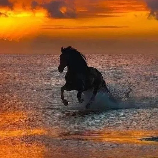 dailyhorsetok