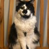 macboythecatboy