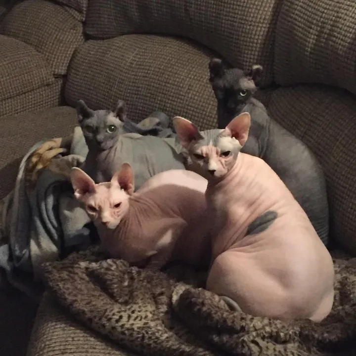 @mysphynxlife