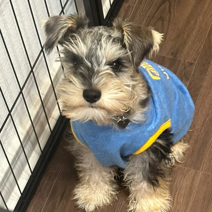 @apple.mini.schnauzer