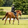 ...sophie.equine