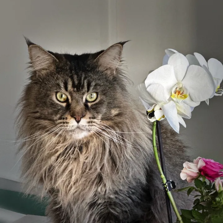 halliwellcat