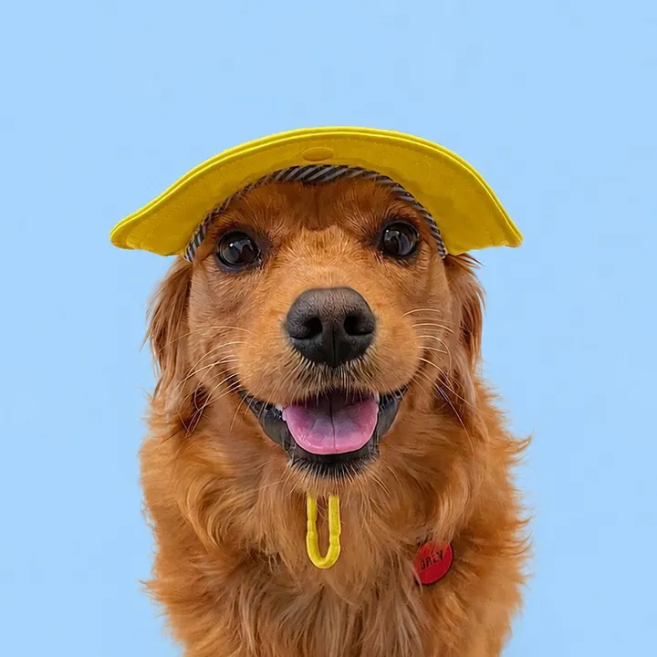 @joeythegoldencavalier