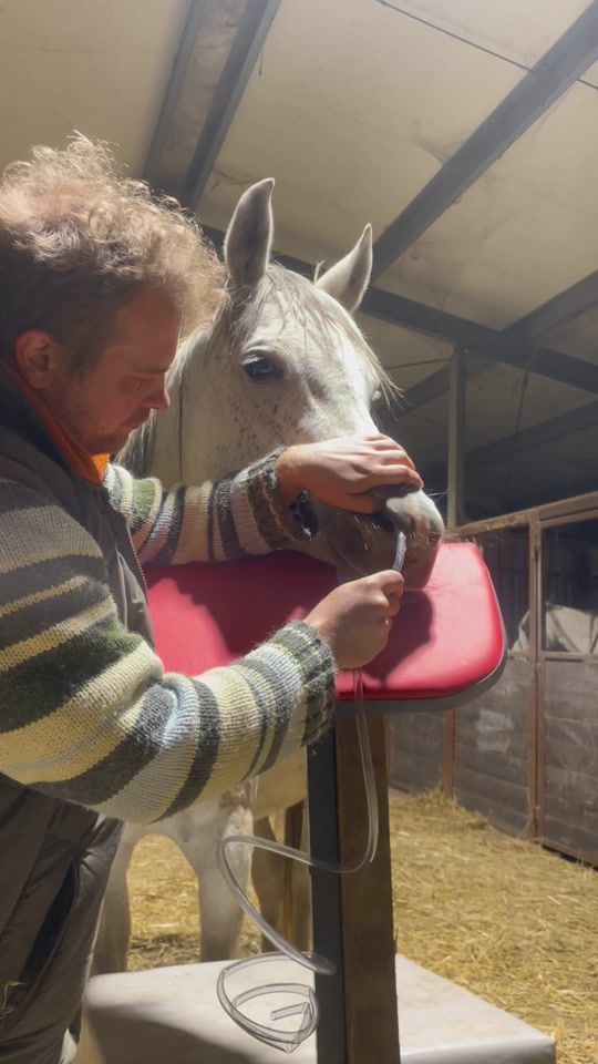 TikTok video thumbnail by lenart_arabian_horses
