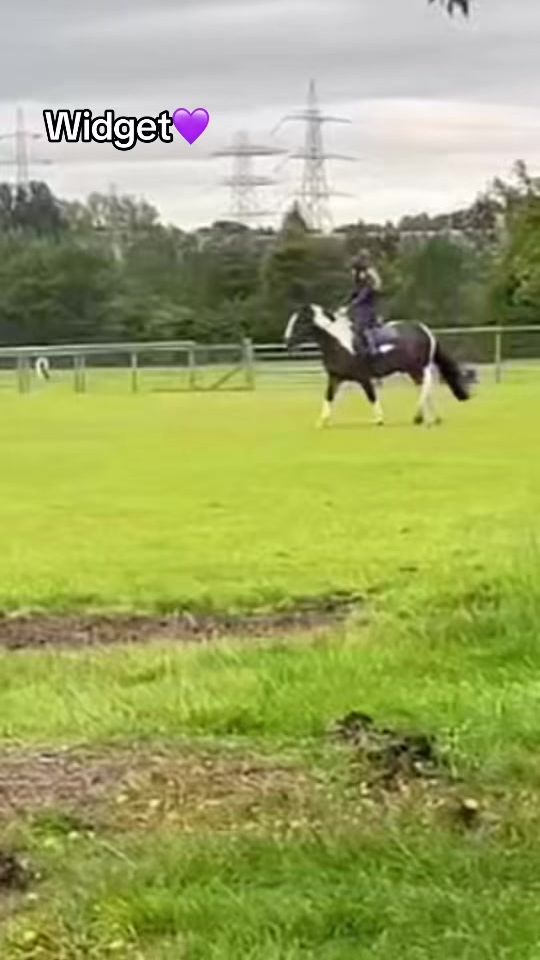 TikTok video thumbnail by ur.local_equestrain