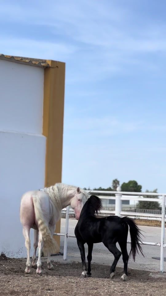 TikTok video thumbnail by blankasatora