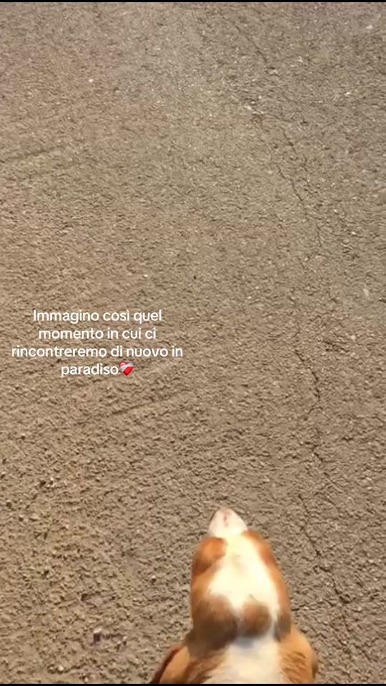 TikTok video thumbnail by erikapicci