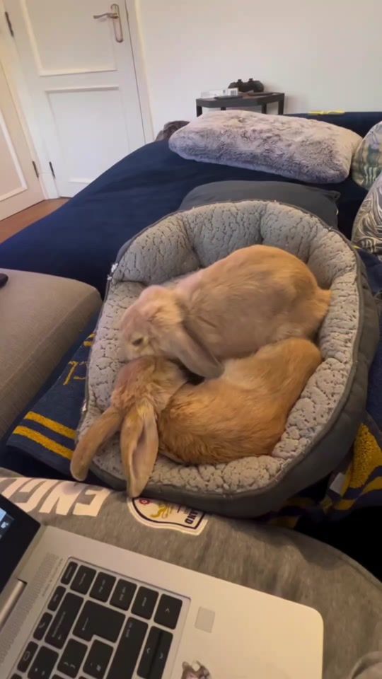 TikTok video thumbnail by french.bunny