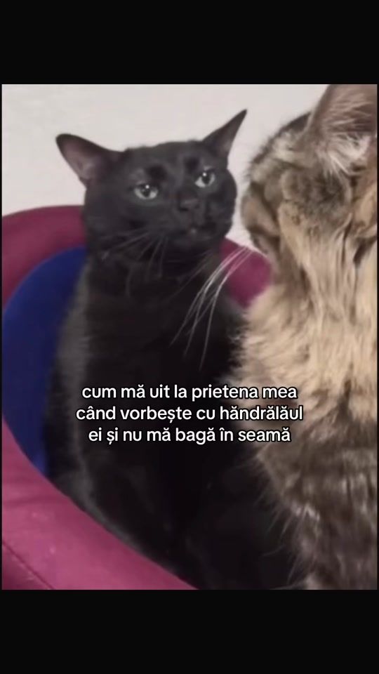 TikTok video thumbnail by multixdizis