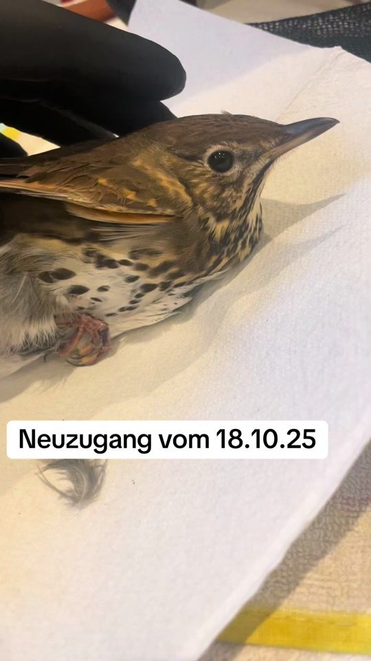 TikTok video thumbnail by wildtierasyl