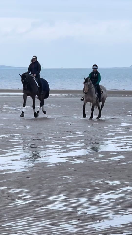 TikTok video thumbnail by mrh_equestrian