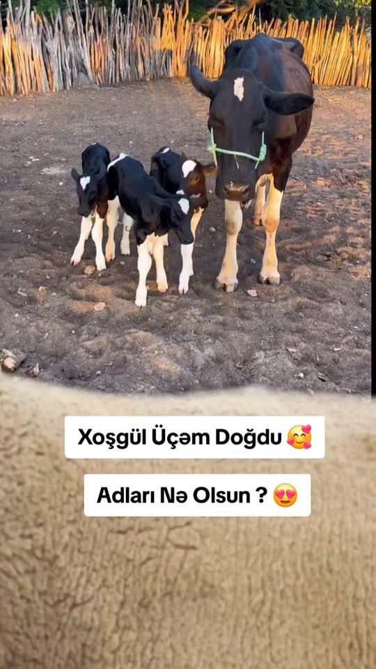 TikTok video thumbnail by dekorativ.hayvanlar